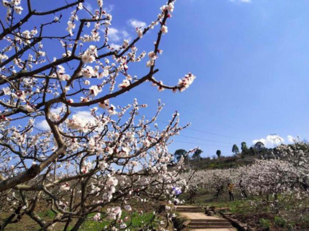 青白江杏花村图片