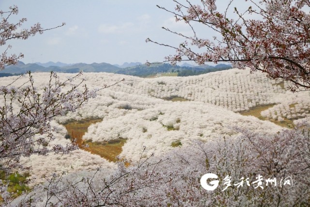 安顺黄腊樱花图片