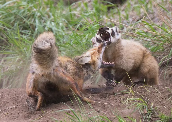 美洲獾的生活习性你知道吗它和郊狼居然结成伙伴