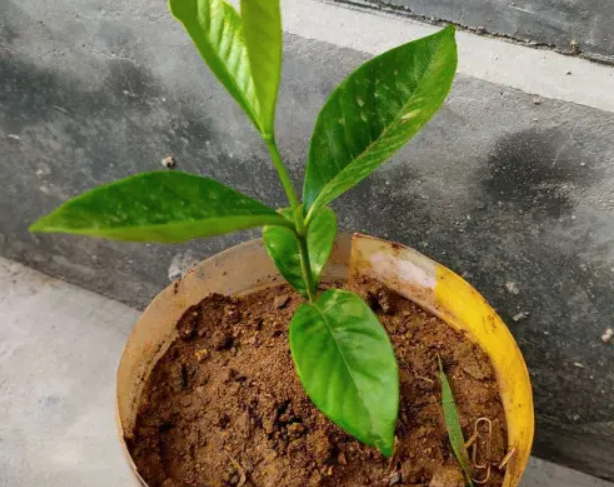 春天栽种栀子花做3点枝叶绿花苞多香气浓很漂亮