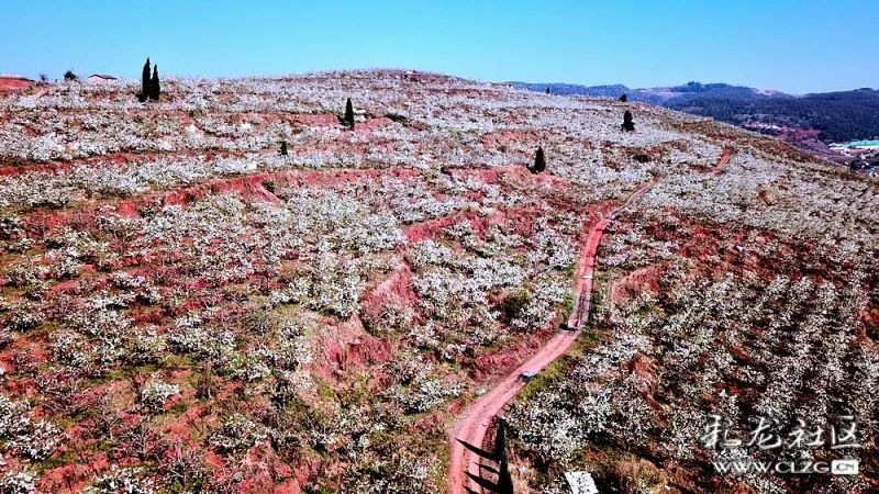 云赏花团结乡千亩梨花竞相开隔着屏幕都闻到了花香