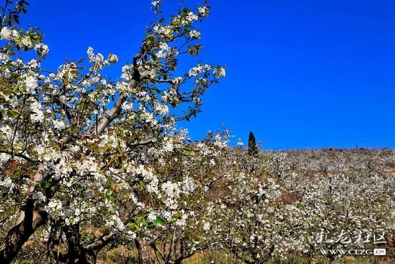 云赏花团结乡千亩梨花竞相开隔着屏幕都闻到了花香