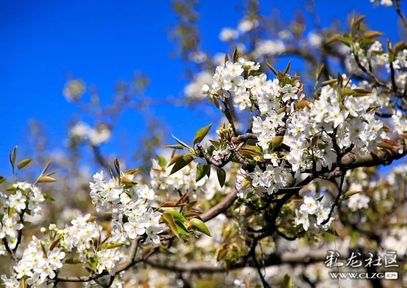 云赏花团结乡千亩梨花竞相开隔着屏幕都闻到了花香