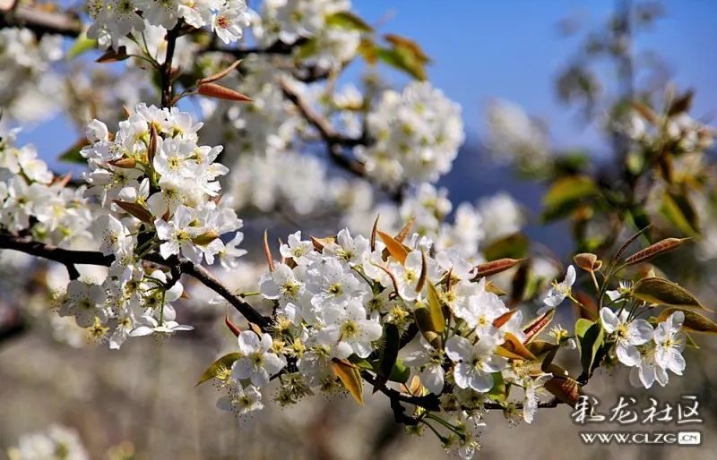 云赏花团结乡千亩梨花竞相开隔着屏幕都闻到了花香