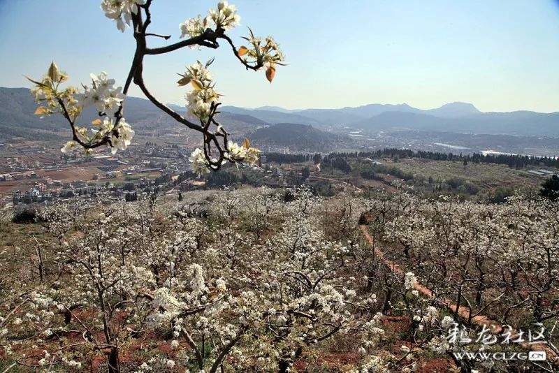 云赏花团结乡千亩梨花竞相开隔着屏幕都闻到了花香