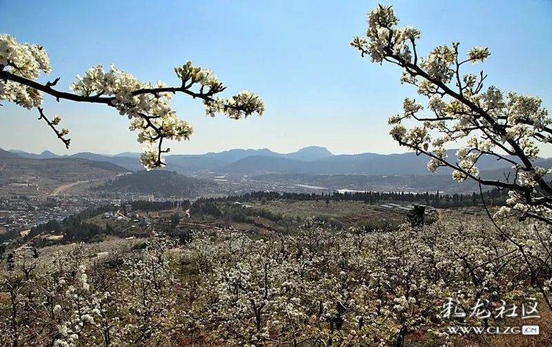 云赏花团结乡千亩梨花竞相开隔着屏幕都闻到了花香