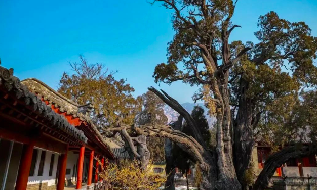 經研究決定,3月20日起嵩山風景名勝區內少林寺常住院,初祖庵,二祖庵