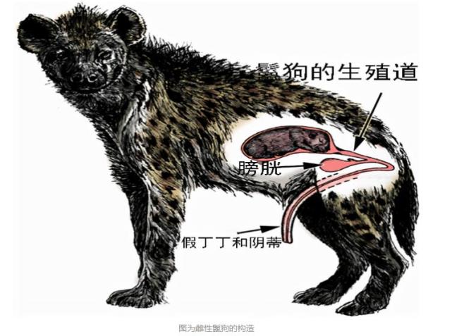 鬣狗非狗也不屬於貓科親緣關係更接近靈貓科趨同進化成犬型