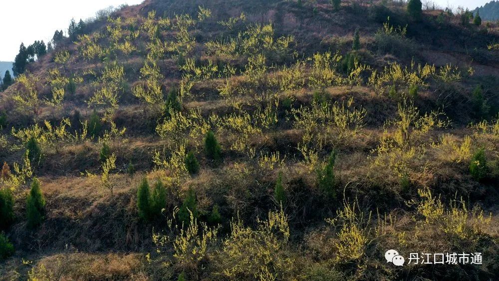 丹江口市蒿坪鎮寺溝村春花燦爛_騰訊新聞