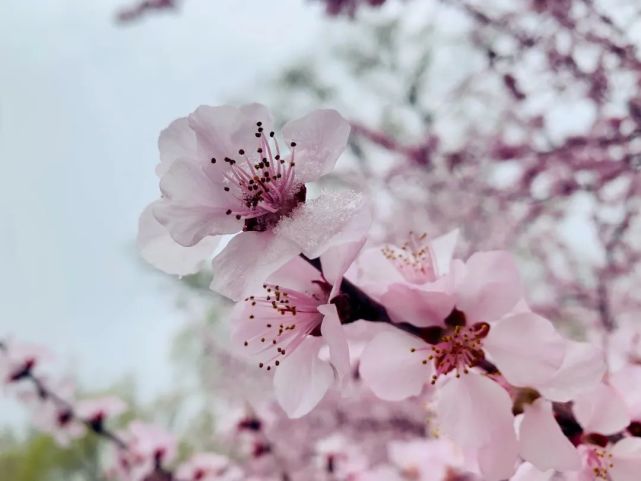 園林春花遇春雪