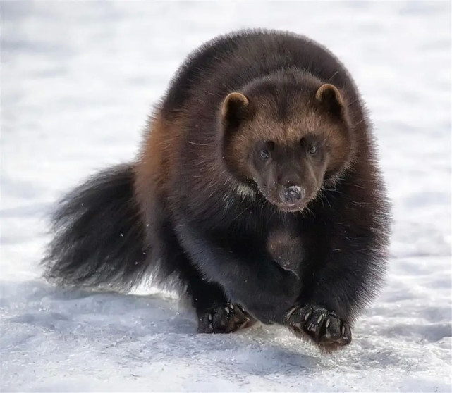 世界上陆地最大的鼬科动物你知道吗