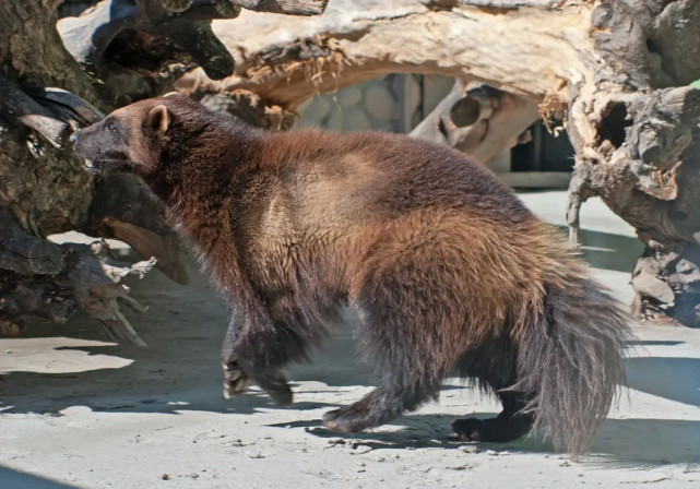 世界上陆地最大的鼬科动物你知道吗