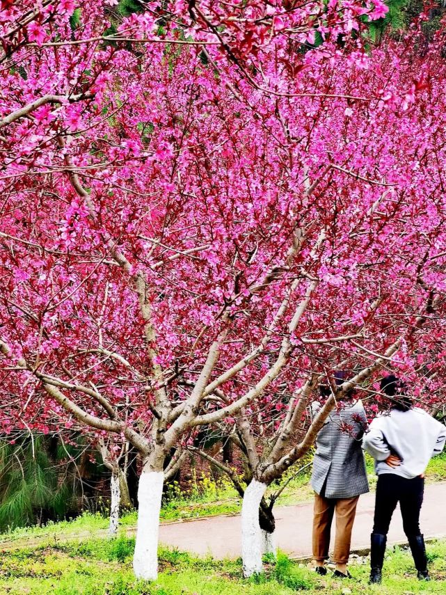 蕲春独山森林公园的桃花开了