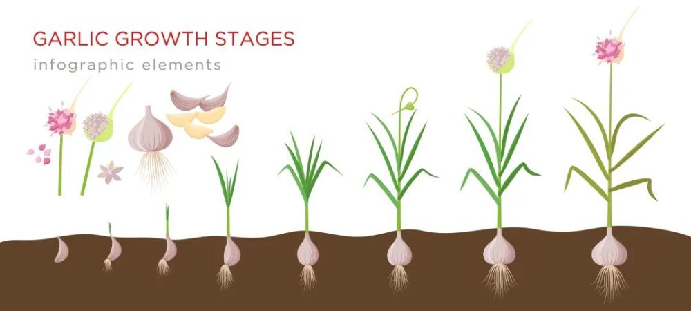 大葱的生长过程图片图片