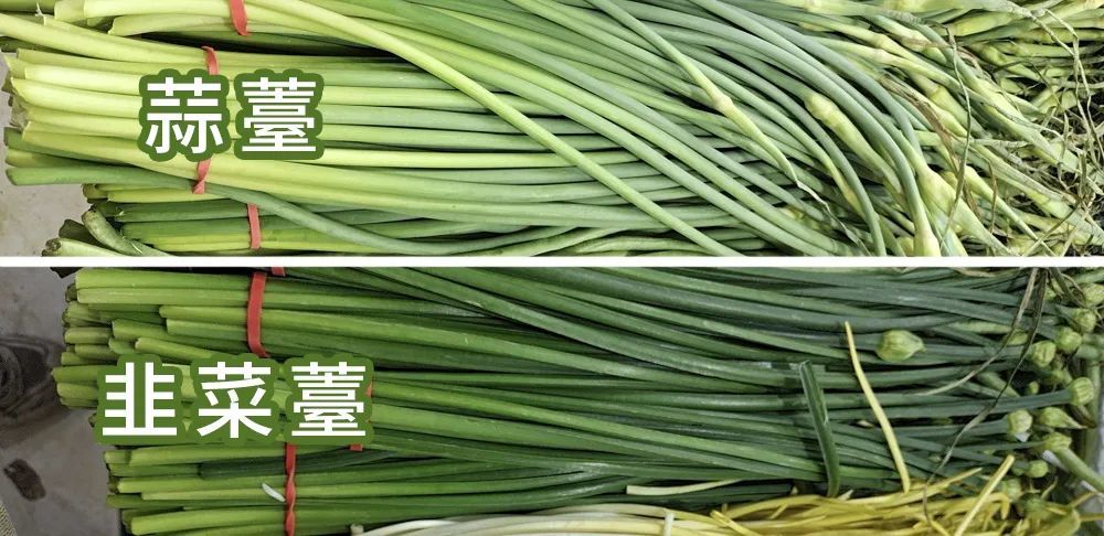 蒜薹韭菜苔对比图|作者供图蒜黄和韭黄而蒜苗和韭菜如果生长时隔绝