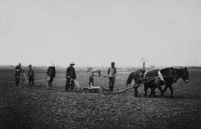 老照片:东北农村的大豆种植