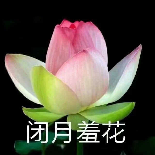 荷花头像|"你是人间宝藏啊"