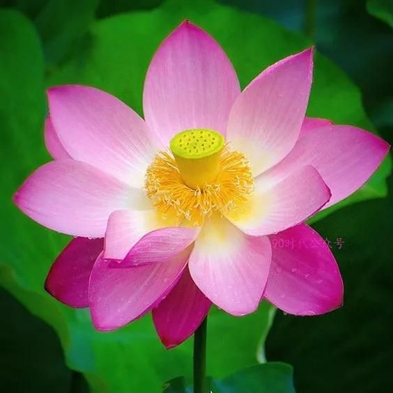 荷花头像|"你是人间宝藏啊"