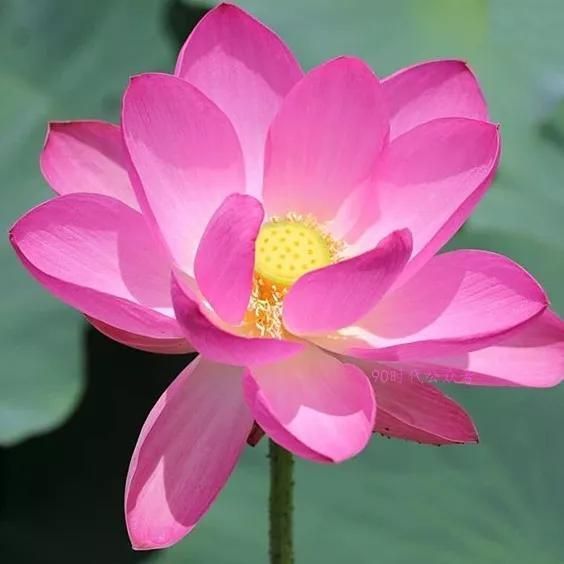 荷花头像|"你是人间宝藏啊"