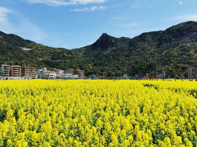 2000亩温州这里的油菜花美爆了周末出发去看看