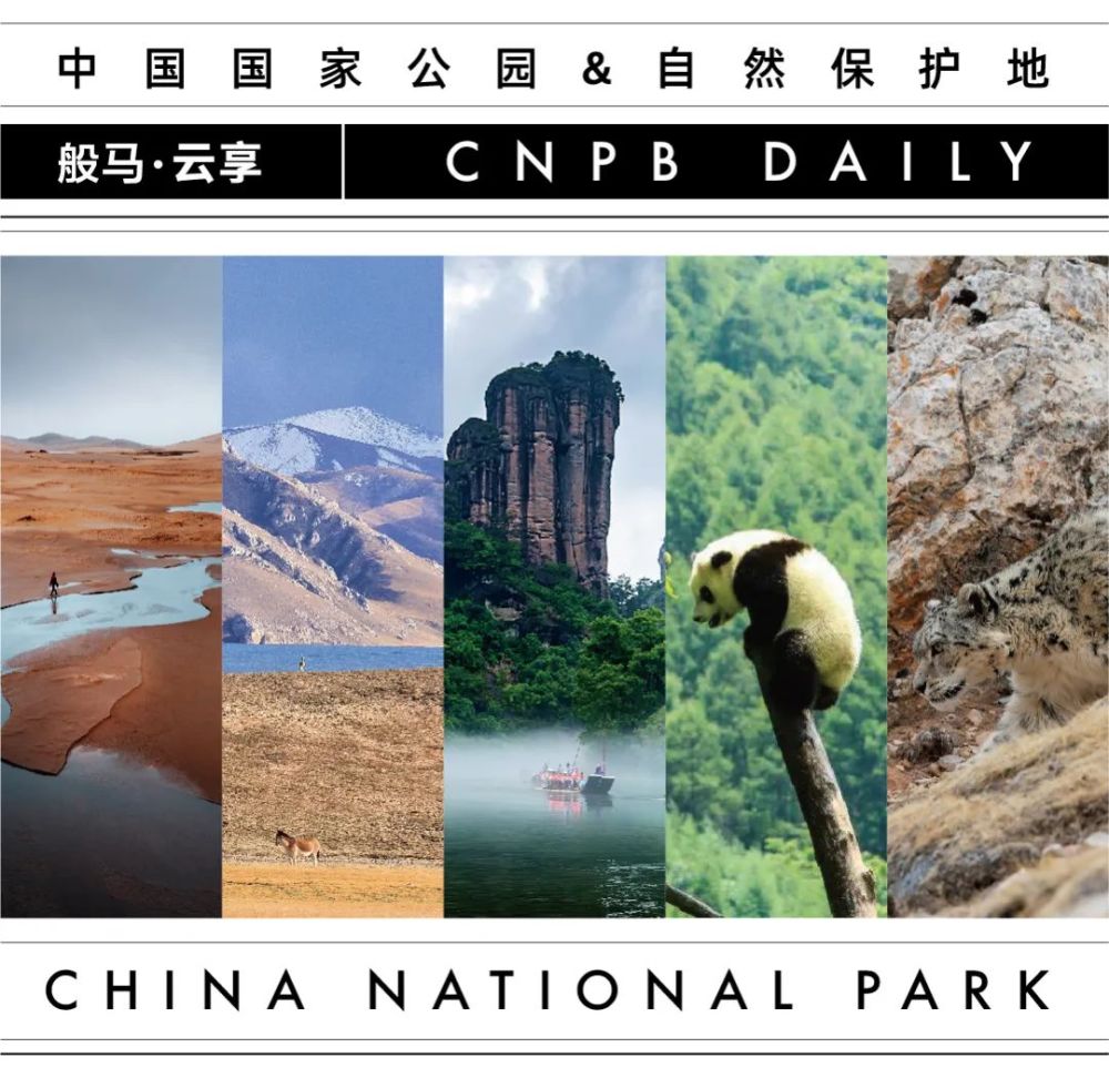 大熊猫国家公园于2021年正式成立,位于中国西部地区,由四川省岷山