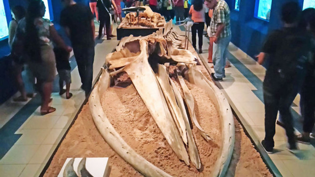 鲸尸突现大连,没事别围观,相比较浪漫的鲸落,鲸爆到底有多恐怖