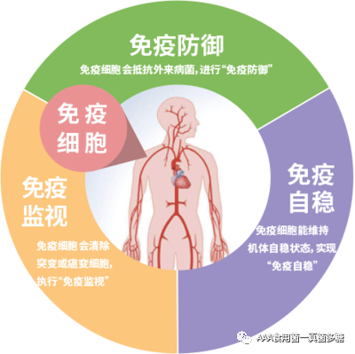 真正的健康來於強健的免疫系統