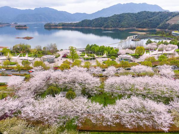 3月19日,浙江省杭州市淳安县千岛湖镇珍珠广场樱花盛开,吸引游人前来