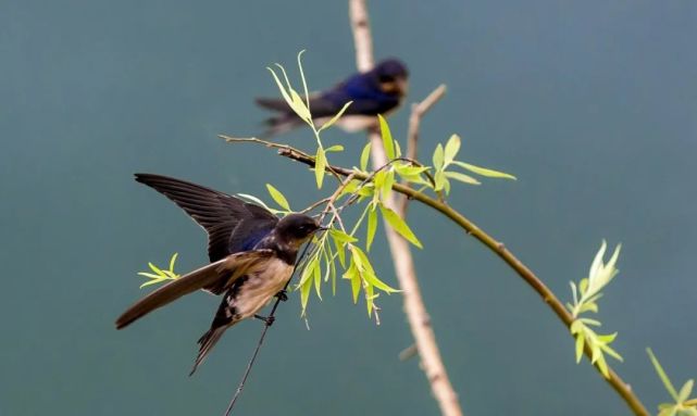 "春分三候分别是玄鸟至,雷乃发声,始电.