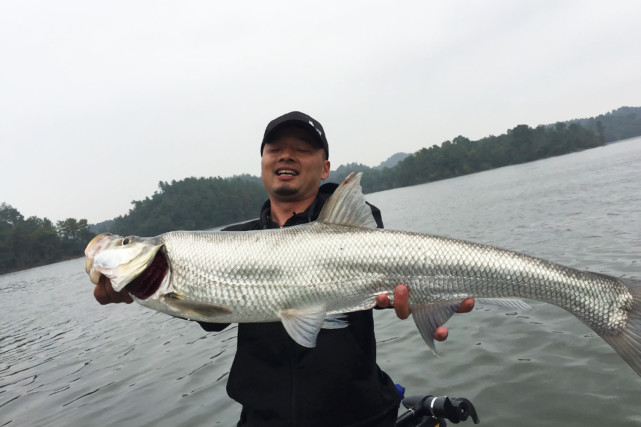 钓翘嘴用饵的绝招,翘嘴鱼最喜欢的鱼饵和味型,掌握之后连续中鱼
