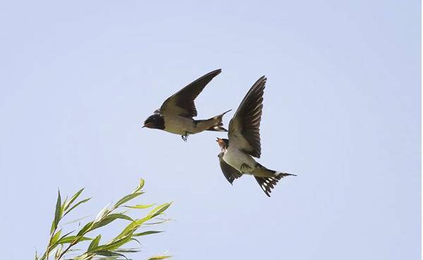 春分到了:紫燕归来,陌上花开,人勤春早