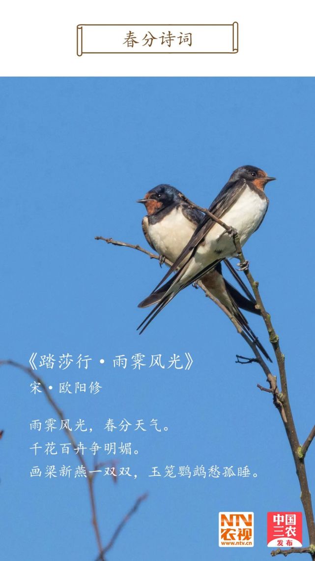 今日春分春暖花开燕子归来