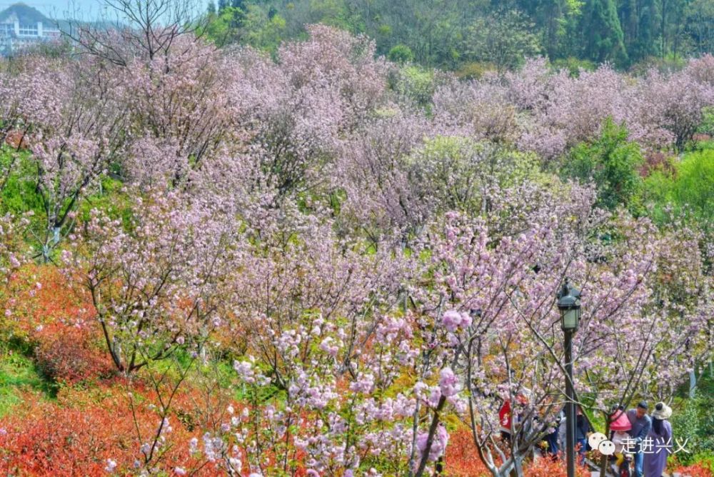 贵州醇景区樱花图片