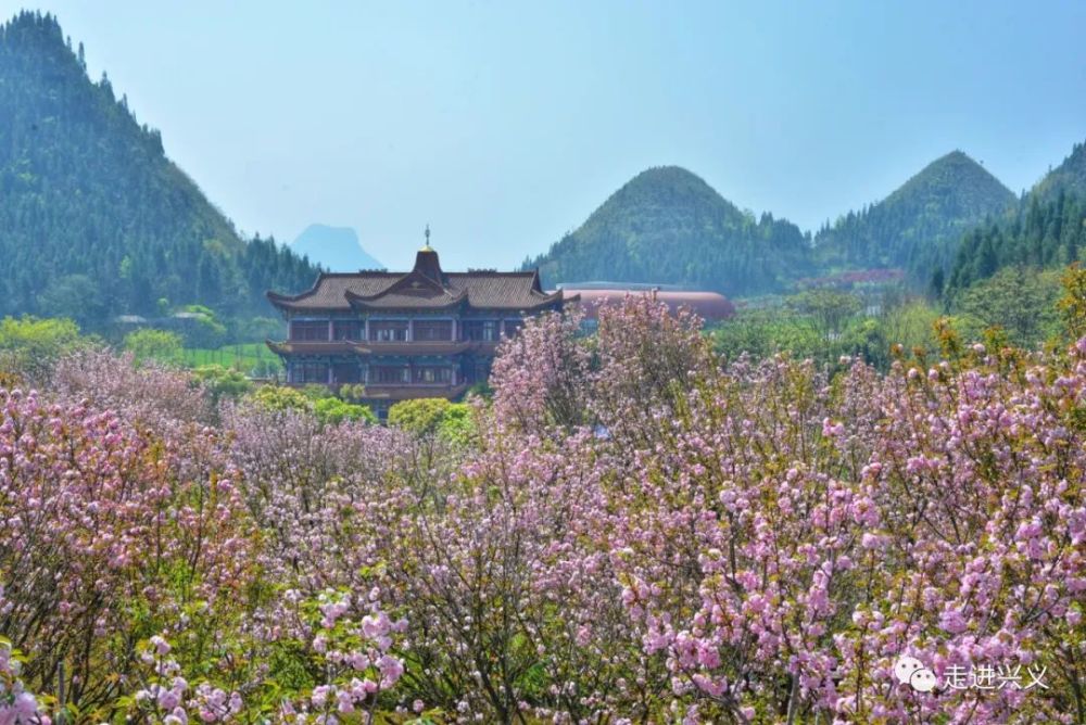 贵州醇景区樱花图片