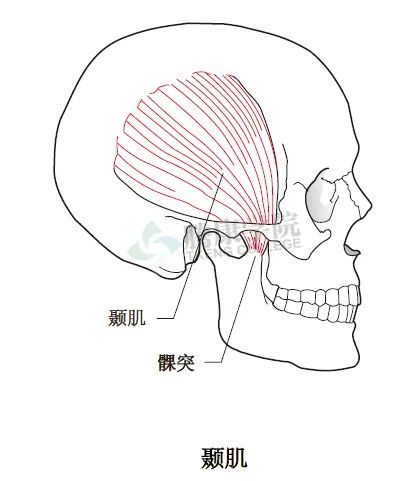 【千查萬別】顳下頜關節對抗性試驗