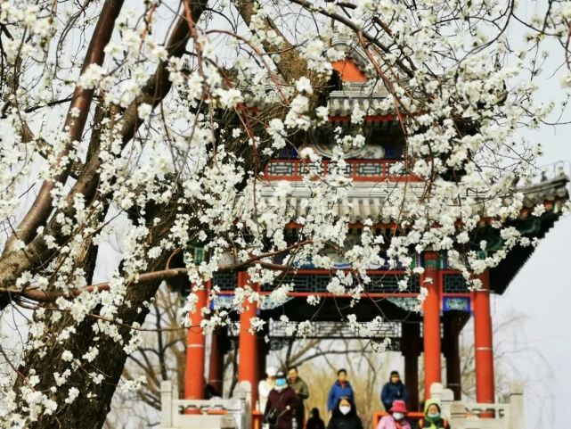 山桃花綻放枝頭,迎風搖曳紫竹院公園 明月島北側山坡山桃遍植中國園林