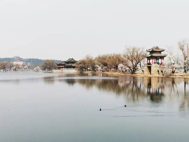 山桃花綻放枝頭,迎風搖曳紫竹院公園 明月島北側山坡山桃遍植中國園林