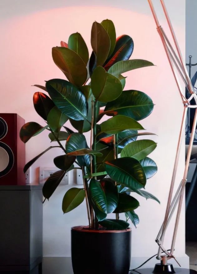 春季橡皮树做好三个"小动作",冒新芽,长大叶,很快枝繁叶茂