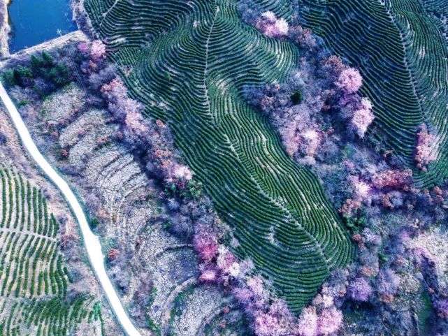 大悟野樱花图片