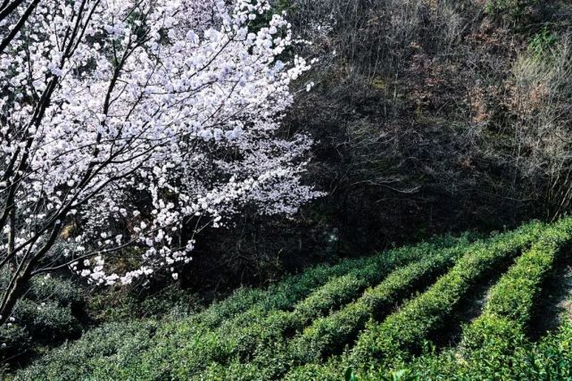 大悟野樱花图片