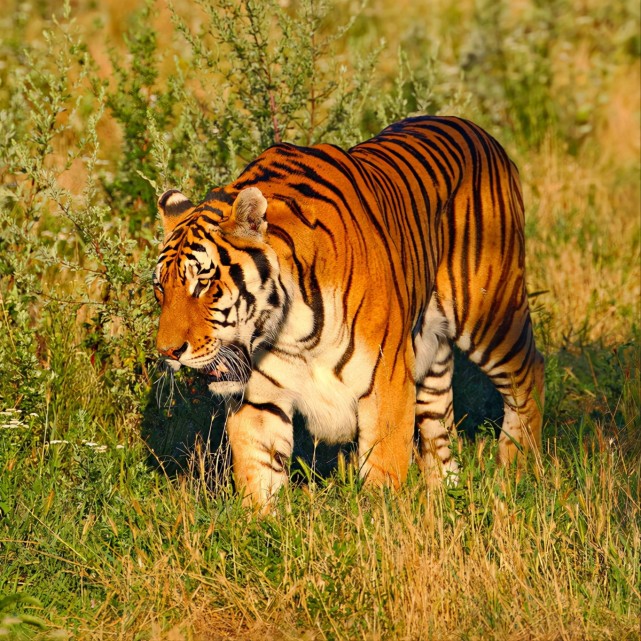 冲天一怒为红颜,得知虎妻食物被抢虎子被杀,公虎愤杀大棕熊