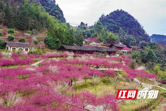 永顺陈家坡梅花香自苦寒来