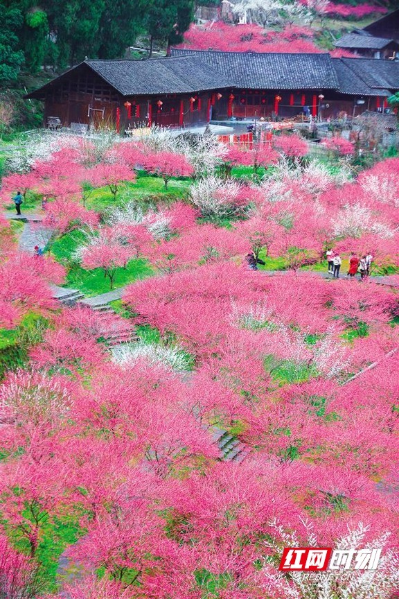 永顺陈家坡梅花香自苦寒来