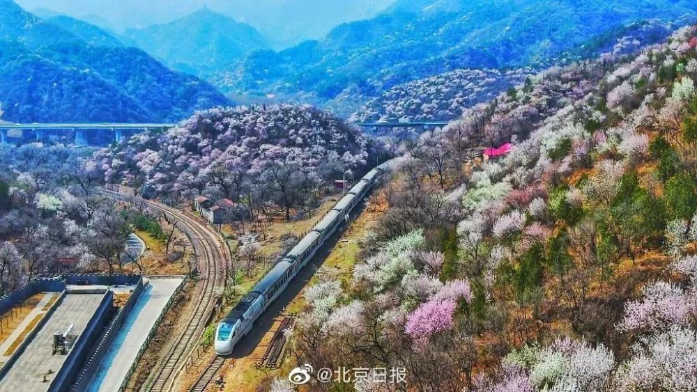 走！穿越花海，打卡北京“开往春天的列车”背完新概念2是什么感觉