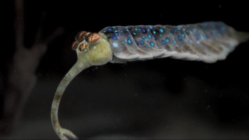 寒武纪众生相世界上存在过的那些奇特的古生物