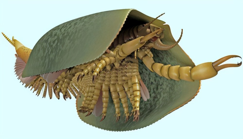 寒武紀眾生相世界上存在過的那些奇特的古生物