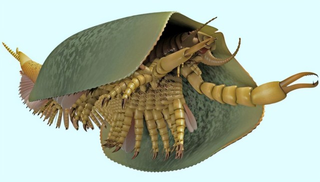 寒武纪众生相,世界上存在过的那些奇特的古生物