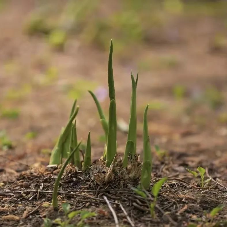 春笋是竹子的嫩芽,味道鲜美,含有多种营养物质,也有较高的药用价值.