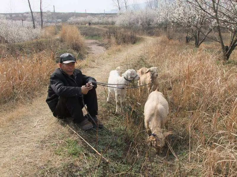 不止給羊測核酸檢測我們這裡的鄉幹部奇葩事還有不少