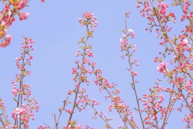 吊钟樱花共种植樱花和樱桃500余亩从2013年开始打造湔氐镇龙泉村樱花